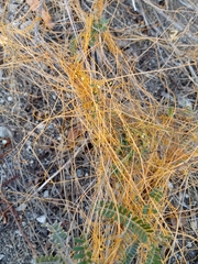 Cuscuta denticulata