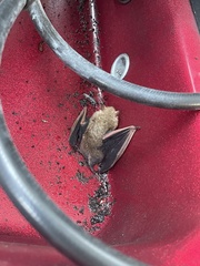 Perimyotis subflavus