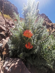 Caiophora chuquitensis