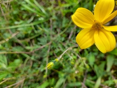 Bidens andicola
