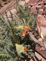 Caiophora chuquitensis