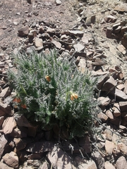 Caiophora chuquitensis