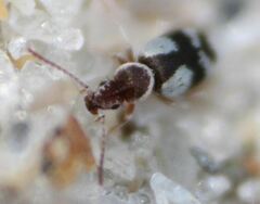 Squamanotoxus elegans