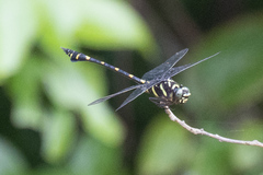 Ictinogomphus decoratus