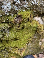 Claopodium rostratum