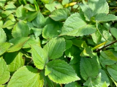 Stevia elatior