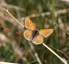 Tharsalea rubidus