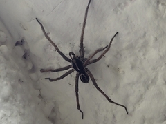 Tigrosa helluo