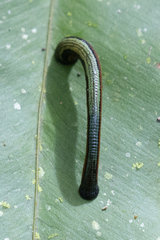 Haemadipsa picta