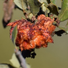 Andricus crystallinus