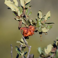 Andricus crystallinus