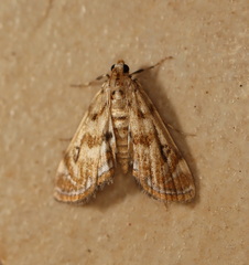 Parapoynx polydectalis