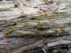 Sphaerosporium lignatile