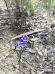 Thelymitra juncifolia