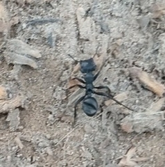 Cephalotes atratus