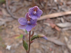 Thelymitra juncifolia