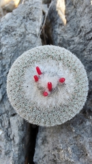 Epithelantha unguispina