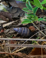 Bulimulus guadalupensis