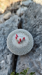 Epithelantha unguispina