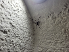 Tigrosa helluo