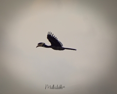 Anthracoceros coronatus