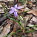 Hairy Fan-Flower - Photo (c) Chris Jonkers, some rights reserved (CC BY-NC), uploaded by Chris Jonkers