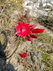 Borzicactus sepium