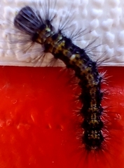 Pareuchaetes insulata