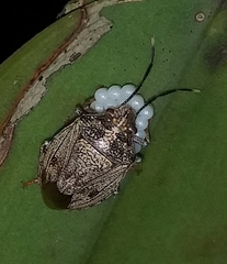 Antiteuchus