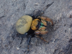 Phidippus nikites