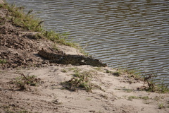 Crocodylus niloticus