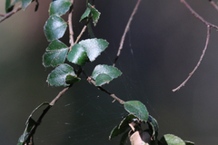 Nothofagus cunninghamii