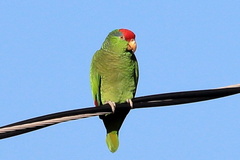 Amazona viridigenalis