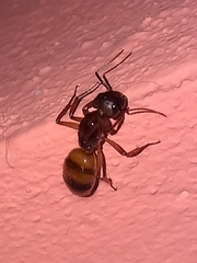 Camponotus atriceps