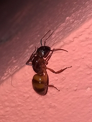 Camponotus atriceps