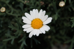 Anthemideae