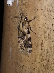 Hypercompe nemophila
