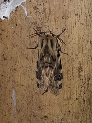Hypercompe nemophila