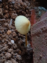 Leucocoprinus birnbaumii