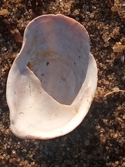 Crepidula plana