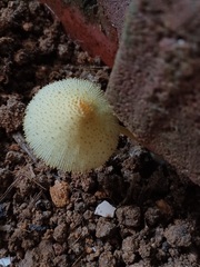 Leucocoprinus birnbaumii
