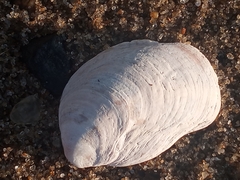 Crepidula plana