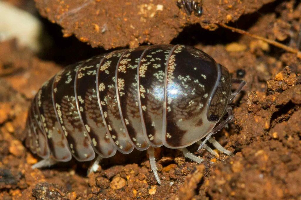 Xestodillo politus