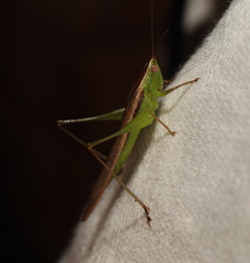 Conocephalus maculatus