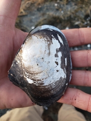 Anodonta californiensis