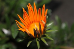 Gazania