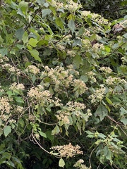 Montanoa