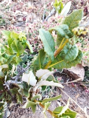 Spinoliva ilicifolia