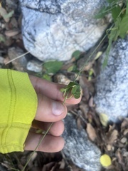 Gonolobus arizonicus