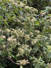 Montanoa